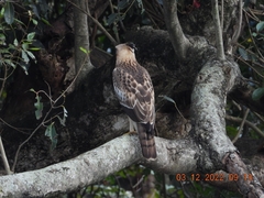 Nisaetus cirrhatus