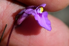 Utricularia uniflora