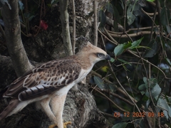 Nisaetus cirrhatus