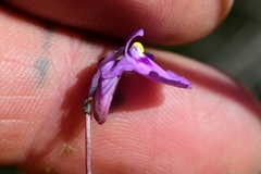 Utricularia uniflora