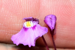 Utricularia uniflora