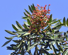 Pistacia × saportae