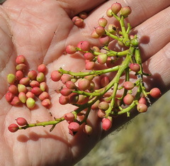 Pistacia × saportae