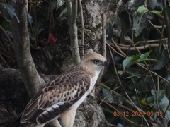 Nisaetus cirrhatus