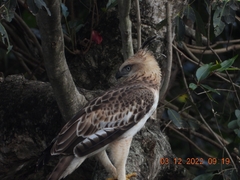 Nisaetus cirrhatus