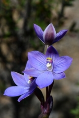 Thelymitra erosa