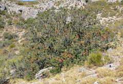 Pistacia × saportae