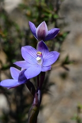Thelymitra erosa