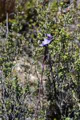 Thelymitra erosa