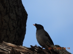 Acridotheres fuscus