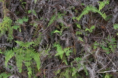Gleichenia