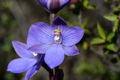 Thelymitra erosa