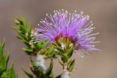 Melaleuca squamea
