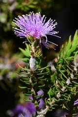 Melaleuca squamea