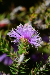 Melaleuca squamea
