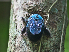 Xylocopa caerulea