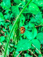 Aspidimorpha miliaris