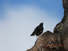 Acridotheres fuscus