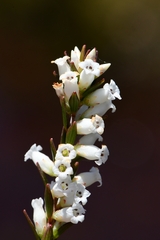 Epacris obtusifolia