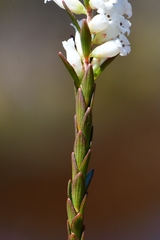 Epacris obtusifolia