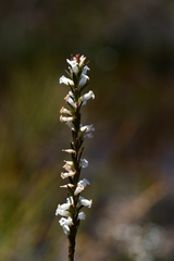 Epacris obtusifolia