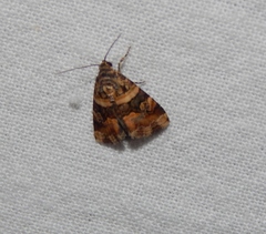 Pseudozarba bipartita