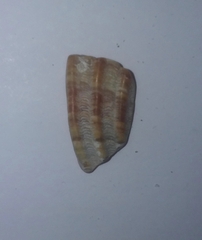 Acanthocardia tuberculata