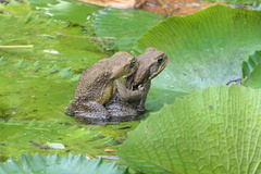 Rhinella marina