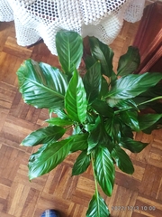 Spathiphyllum wallisii