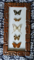 Mechanitis polymnia lycidice