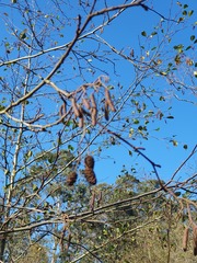 Alnus lusitanica