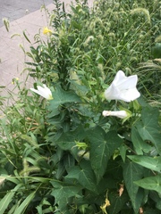 Calystegia sepium