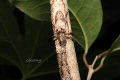 Aulaconotus pachypezoides