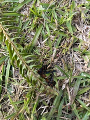 Amata trigonophora