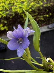 Pontederia vaginalis