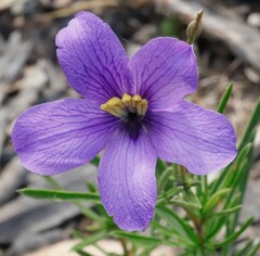 Cheiranthera linearis