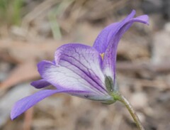 Cheiranthera linearis