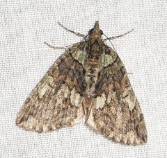Hydriomena transfigurata
