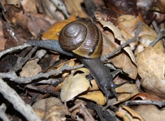 Helminthoglypta tudiculata