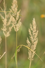 Calamagrostis epigejos