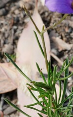 Cheiranthera linearis