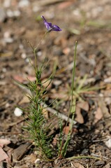 Cheiranthera linearis
