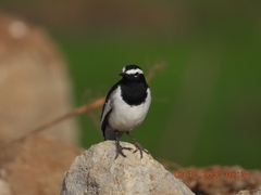 Motacilla maderaspatensis