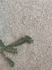 Euphorbia mesembryanthemifolia
