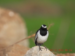Motacilla maderaspatensis