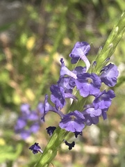 Stachytarpheta jamaicensis