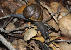 Helminthoglypta tudiculata