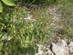 Stachytarpheta jamaicensis