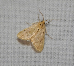 Calamoschoena stictalis