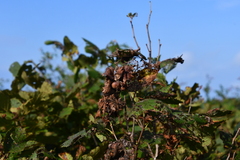 Corylus heterophylla